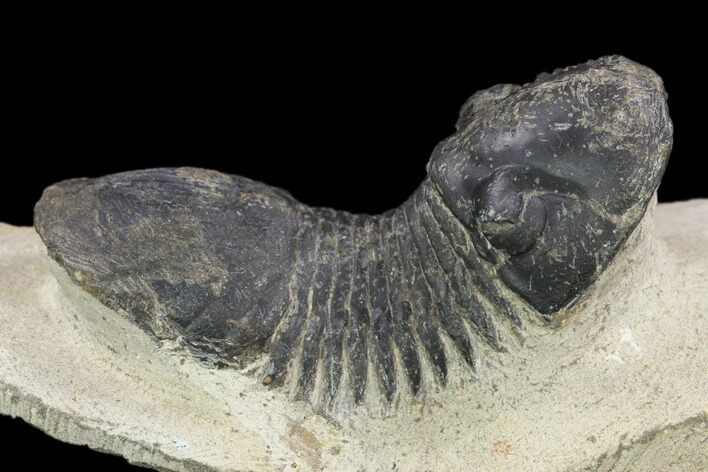 Bargain, Paralejurus Trilobite Fossil - Ofaten, Morocco #119844